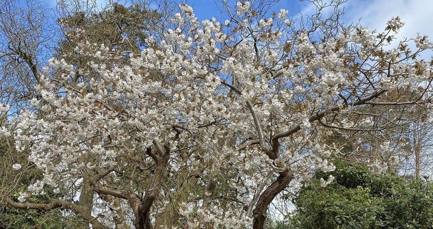 Celebrate Spring at The Grange Open Garden event 4 taihaku cherry tree web res